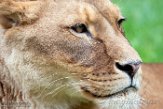 NGP01195597 Afrikaanse leeuw / Panthera leo