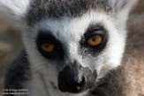 NMV01161862 ringstaartmaki / Lemur catta