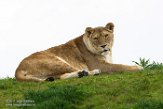 NDE01172693 Afrikaanse leeuw / Panthera leo