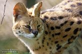 NZZ01140818 serval / Leptailurus serval