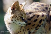 NZZ01140823 serval / Leptailurus serval