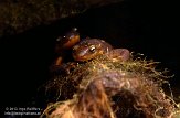 CAMA1137190 Californische salamander / Taricha torosa