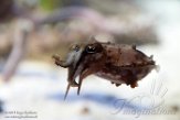 CAMA01175889 Sepia bandensis (dwarf cuttlefish)