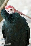 CASS1139039 Kaapse ibis / Geronticus calvus