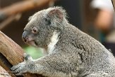 CASD1138531 Queensland koala / Phascolarctos cinereus adustus