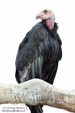 CASD1138591 Californische condor / Gymnogyps californianus