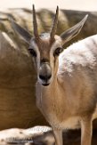 CASD01176854 Spekes gazelle / Gazella spekei