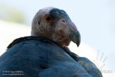 CASD01176905 Californische condor / Gymnogyps californianus