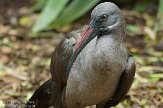 CASF1137509 hadada-ibis / Bostrychia hagedash