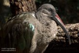 CASF01177912 hadada-ibis / Bostrychia hagedash