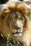 MAFP1155761 Afrikaanse leeuw / Panthera leo