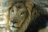 MAFP1155770 Afrikaanse leeuw / Panthera leo