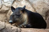 MAFP1155777 Bairds tapir / Tapirus bairdii