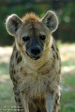 MAFP1155819 gevlekte hyena / Crocuta crocuta