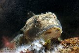 MANA1155724 gewone zeedonderpad / Myoxocephalus scorpius