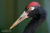 MASZ1155835 zwarthalskraanvogel / Grus nigricollis