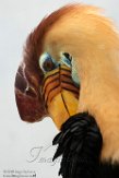 NYBZ1196289 Sulawesi-jaarvogel / Rhyticeros cassidix