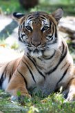 NYBZ1196303 Maleise tijger / Panthera tigris jacksoni