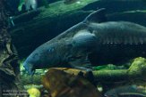 NYNA1198621 Oxydoras niger (ripsaw catfish)