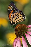 NYSZ1155911 Monarchvlinder / Danaus plexippus