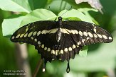 NYSZ1155918 grote page / Papilio cresphontes