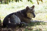 NYSZ1155966 wolf / Canis lupus