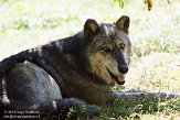 NYSZ1155967 wolf / Canis lupus