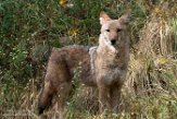 NYQZ1198393 coyote / Canis latrans