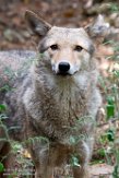 NYQZ1198414 coyote / Canis latrans
