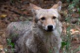 NYQZ1198416 coyote / Canis latrans