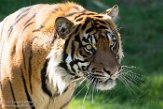WAPZ1186263 Sumatraanse tijger / Panthera tigris sumatrae