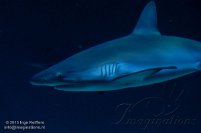 Shark Reef 2013