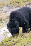CABA1232388 Amerikaanse zwarte beer / Ursus americanus