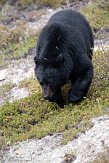 CABA1232392 Amerikaanse zwarte beer / Ursus americanus