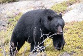 CABA1232397 Amerikaanse zwarte beer / Ursus americanus