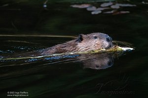 Beaver Boardwalk