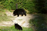 QC20150456 Amerikaanse zwarte beer / Ursus americanus