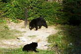 QC20150468 Amerikaanse zwarte beer / Ursus americanus
