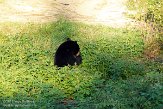 QC20150498 Amerikaanse zwarte beer / Ursus americanus