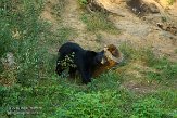 QC20150508 Amerikaanse zwarte beer / Ursus americanus