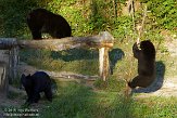 QC20150511 Amerikaanse zwarte beer / Ursus americanus