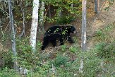 QC20150516 Amerikaanse zwarte beer / Ursus americanus