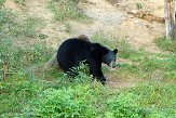 QC20150520 Amerikaanse zwarte beer / Ursus americanus