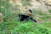QC20150534 Amerikaanse zwarte beer / Ursus americanus
