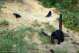 QC20150555 Amerikaanse zwarte beer / Ursus americanus raaf / Corvus corax