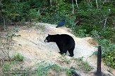 QC20150561 Amerikaanse zwarte beer / Ursus americanus raaf / Corvus corax