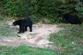 QC20150566 Amerikaanse zwarte beer / Ursus americanus