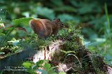 QC20150606 Amerikaanse rode eekhoorn / Tamiasciurus hudsonicus