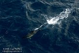 GBCW2090024 gewone dolfijn / Delphinus delphis
