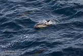 GBCW2090026 gewone dolfijn / Delphinus delphis